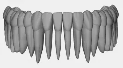 Azure lower jaw dental anatomy with roots