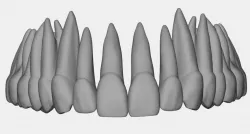 Azure upper jaw dental anatomy with roots