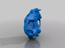 Cat skull