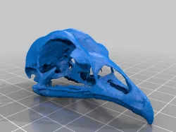 Chicken Skull by misterdevious
