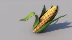 Corn
