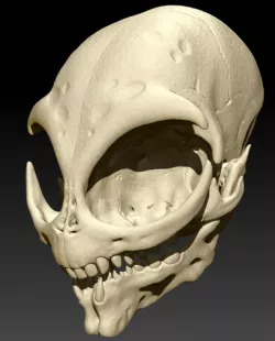 Grey Alien Skull