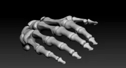 Human hand bones Wrist skeleton 3D model