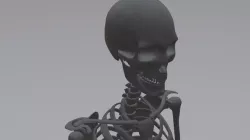 Human skeleton