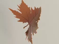 plane tree leaf