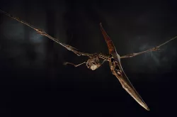 Pteranodon skeleton Part03/03