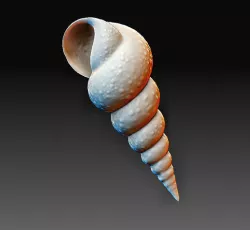 Sea Shell