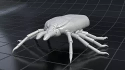 Tick