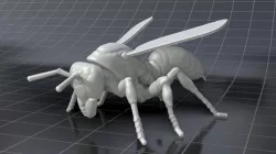 Wasp