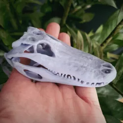 $3.99Alligator Skull