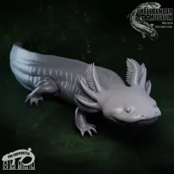 $4.99Axolotl (Mexican Walking Fish) Ambystoma mexicanum
