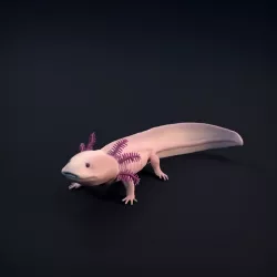 $5.00Axolotl