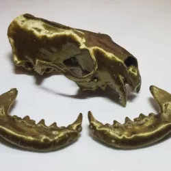 American Mink Skull