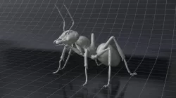Ant