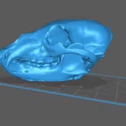Bear Skull