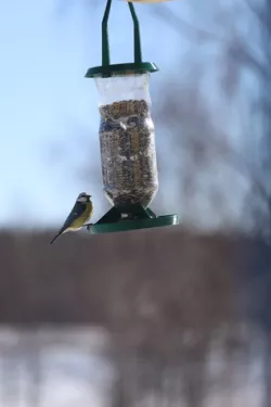 Bird feeder