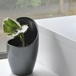 Blade pot plant