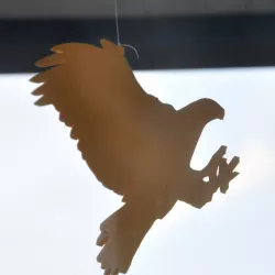 Hawk Silhouette