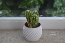 Home Decor Pot