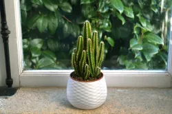 Home Decor Pot