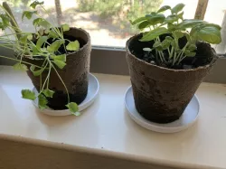 Planter Plate