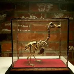 $15.00DODO SKELETON (ACCURATE AND HIGH DETAIL)
