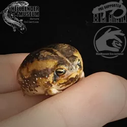 $4.99Common Rain Frog Breviceps adspersus