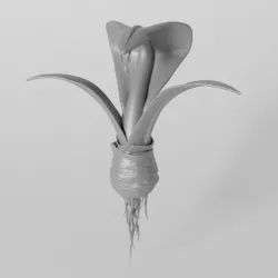 Cobra Plant