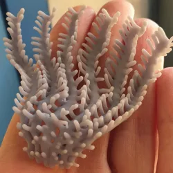 Coral