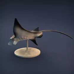 $4.00Manta Ray