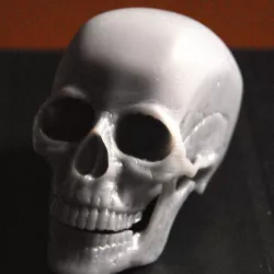 Human Skull