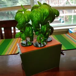 Hydroponic Planter Box (DWC All-In-One)
