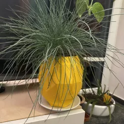 lowpoly pineapple planter with a hole