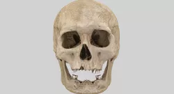 3D Real Human Skull 3D Scan  3D model