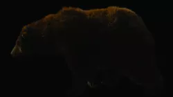 Bear 3d 3D model