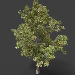Beech Deciduous Tree 3D model