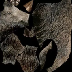 Boar Animal 3D model