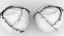 Cabbage 3D model
