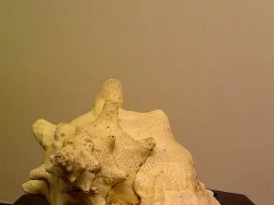 Conch Shell (Gastropod)