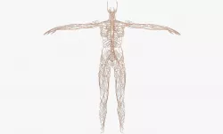  Female Lymphatic System 3D model