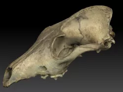 Fox Skull 3D model