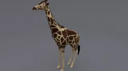 giraffe 3D model