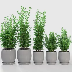 Kitchen Plant Campana Grey Planters 3D model