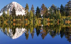 Maxtree vol09-Conifer models collection-Includes GrowFX 3D model
