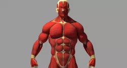 Muscle Anatomy Reference 3D model