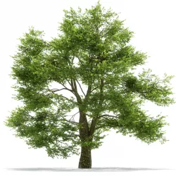 Oak tree 3D model
