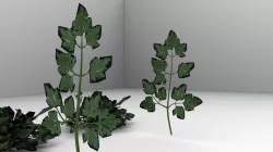 parsely 3D model