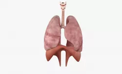 Respiratory System Low-poly  3D model