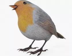 Robin Bird Posed 3D model