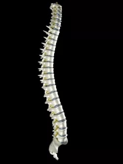 Spinal Cord 3D model 3D model